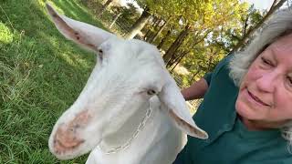 Horns on goats vs no horns - My thoughts