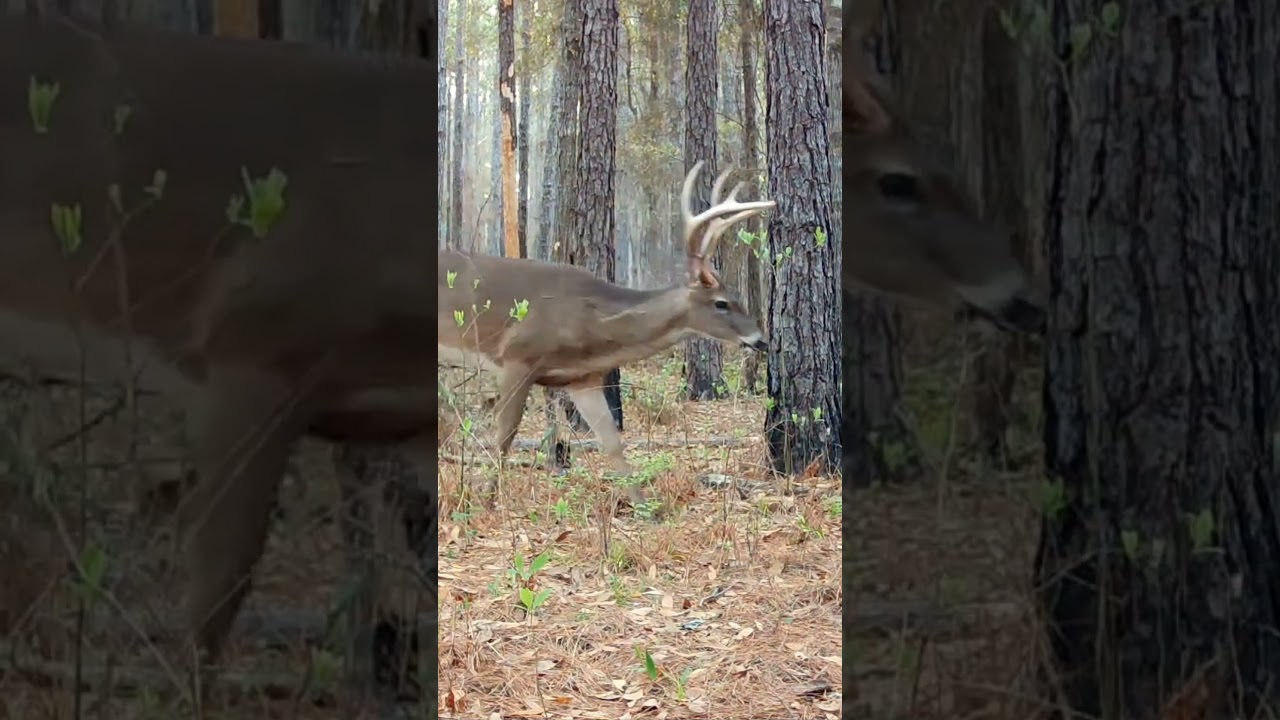 Лесная грация: встреча с оленем 