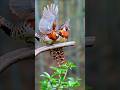 very beautiful birds 🐦🕊️🦅#birds #shortsvideo #shorts #youtubeshorts #ytshorts