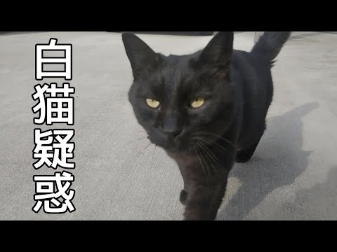 毛の根元の色が白い黒猫 Youtube