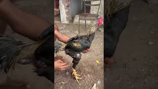#remix #automobile #dance #funk #assel #chicken #chicken #ayam #roosterfarm #swataseels #murga