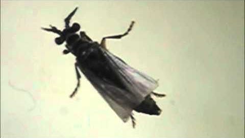 Host-Parasitoid Associations in Strepsiptera: Supplemental Video 6