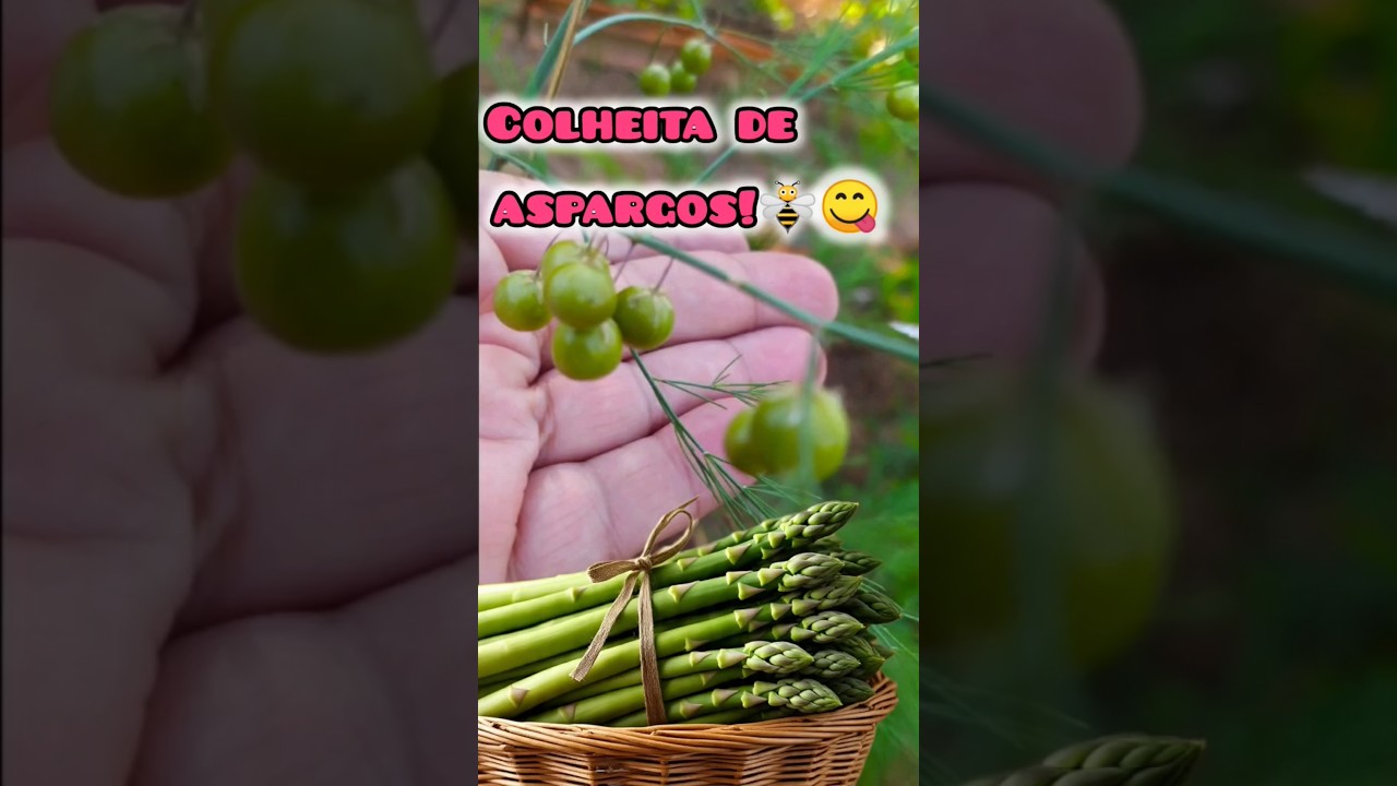COMO COLHER ASPARGOS,E COMO É SEMENTES DELE!🐝🌿🌺🐞🌱🥗🥙 