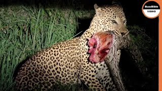 This Vicious Leopard Ripped a Python Apart