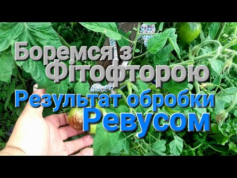 Чорніють помідори/// Результат