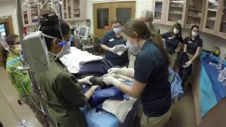 Chimpanzee Procedure at the Saint Louis Zoo