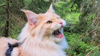 Maine Coon Cat Chirping at Bird!
