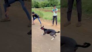 Kolhapur dog race 🚀😱 || kolhapur dog racing / dog race maharashtra || #shorts #arfyads