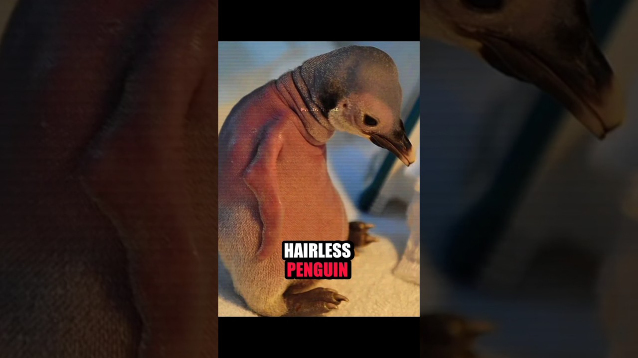 Животные без шерсти 😮. 