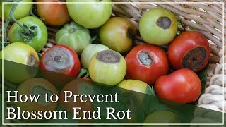 How to Prevent Blossom End Rot in Tomatoes | Tomato Blossom End Rot