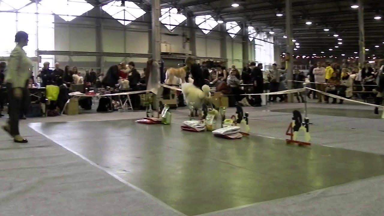 МОНО ДЕЛЬТА ПАЛ 2015КОРОЛИ