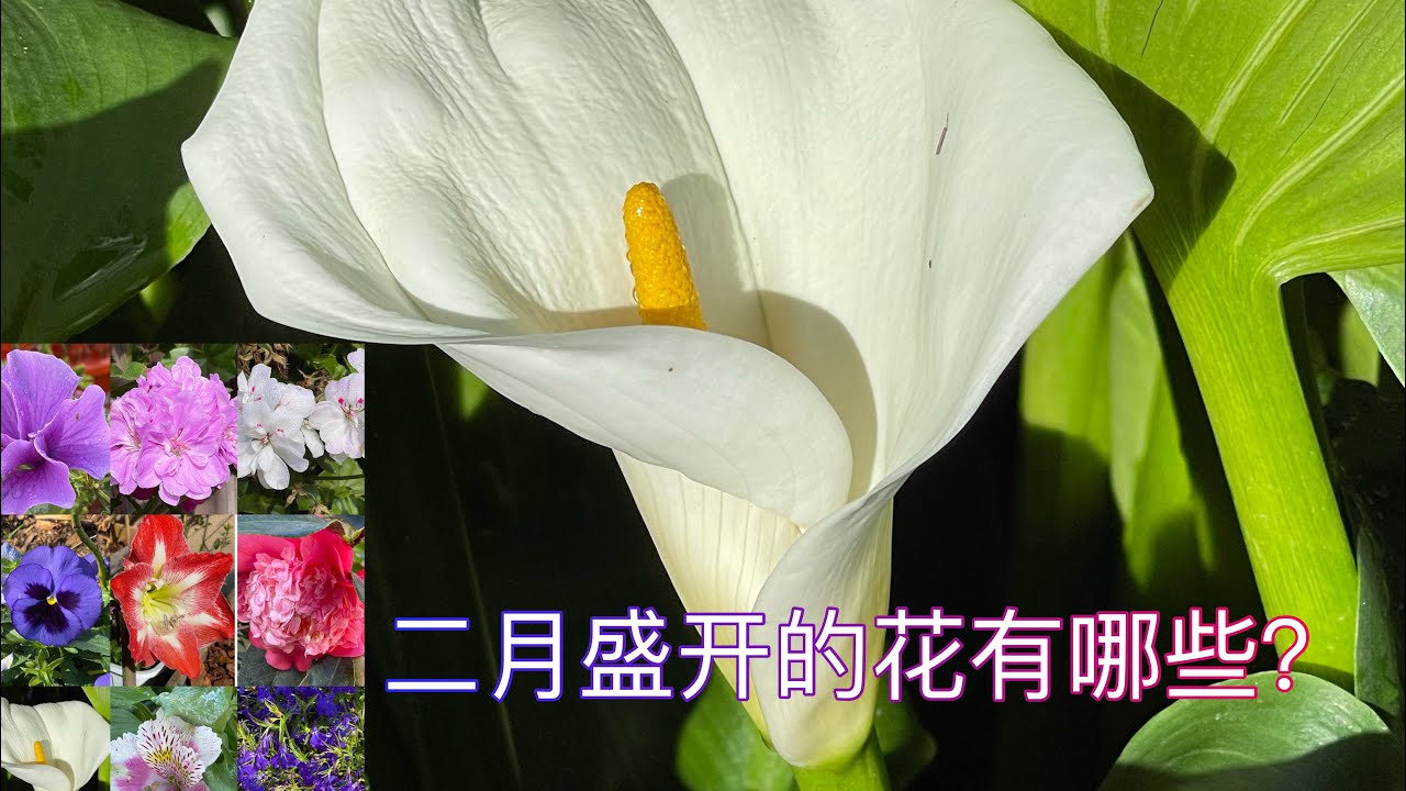 二月初春盛开的花有哪一些 Youtube