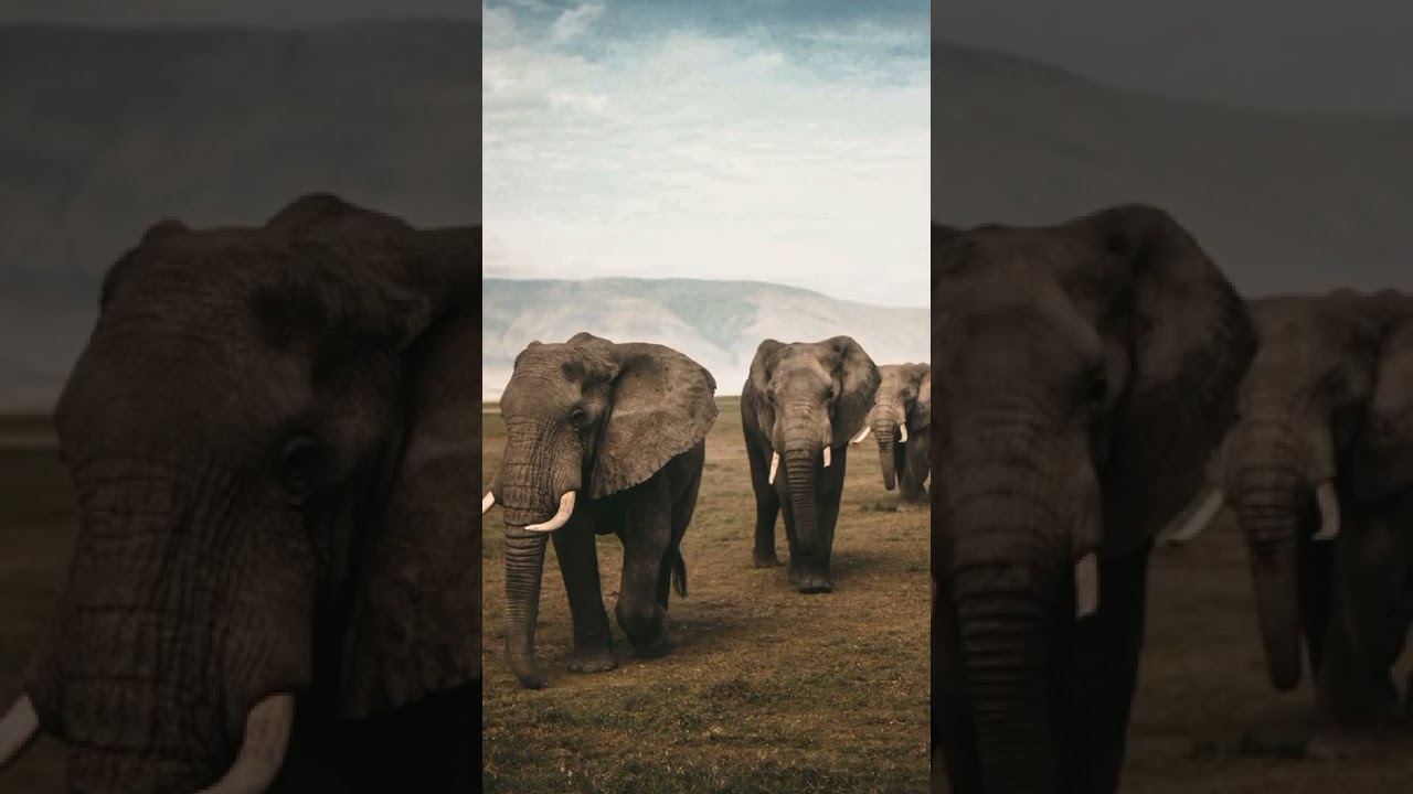 elephant photo editing |Aamir editing zone |