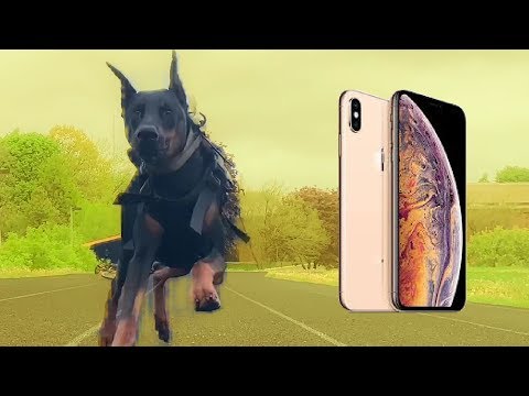 MY DOG PEED ON MY PHONE!!! | Doberman Vlog