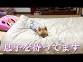 息子がお風呂から上がるのを布団で待っているポメラニアンのポメくん