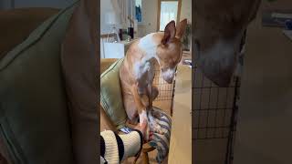 Rescued Spanish Podenco Enjoys Foot Rubs