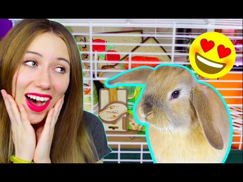 ПЕРВЫЕ ПОКУПКИ КРОЛИКА | МОЙ КРОЛИК - НОВЫЙ ПИТОМЕЦ | ПОКУПКИ ИЗ ЗООМАГАЗИНА | Elli Di Pets