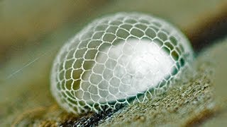 ANIMAL ARCHITECTS: MIND BLOWING COCOON