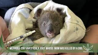 Koala Joey Saved by Werribee Zoo