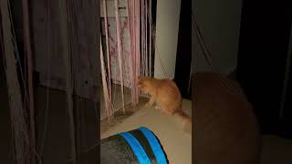 #cute #viral #cat #funny #youtubeshorts https://youtube.com/shorts/HhTFmYb7GpI?si=fAuGd71JjwAbGXFa