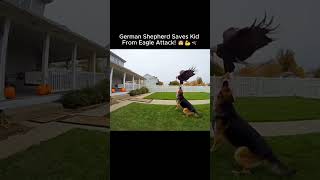 German Shepherd Saves Kid From Eagle Attack! 🐶💪🦅