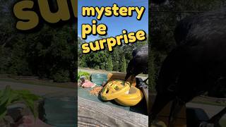 How To Befriend Crows - Day 175