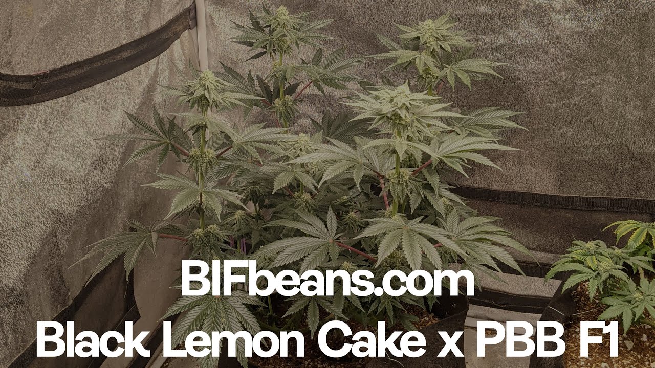 BIFBeans.com Black Lemon Cake x Peanut Butter Breath Cross in flowering tent