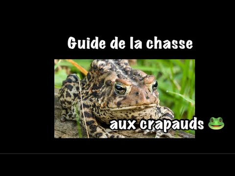 Vidéo: Éliminer les crapauds : conseils pour se débarrasser des crapauds de jardin