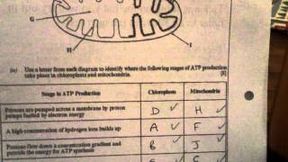 BY4 Photosynthesis and Respiration Test part 1