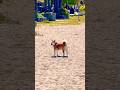 Katie at sunset beach inspection: landscape and Burrard Bridge #shibainu #Shiba #vancouver