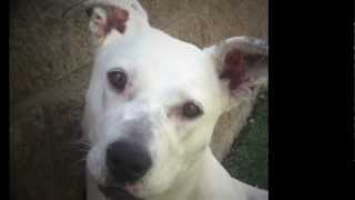 Mimi - 1-Year-Old Lab/Pit Mix Needs a Home