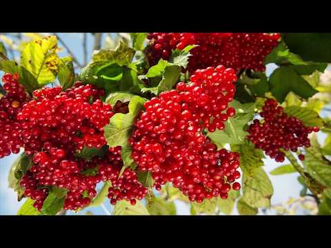 Вот почему надо употреблять Калину! Польза и Вред.
