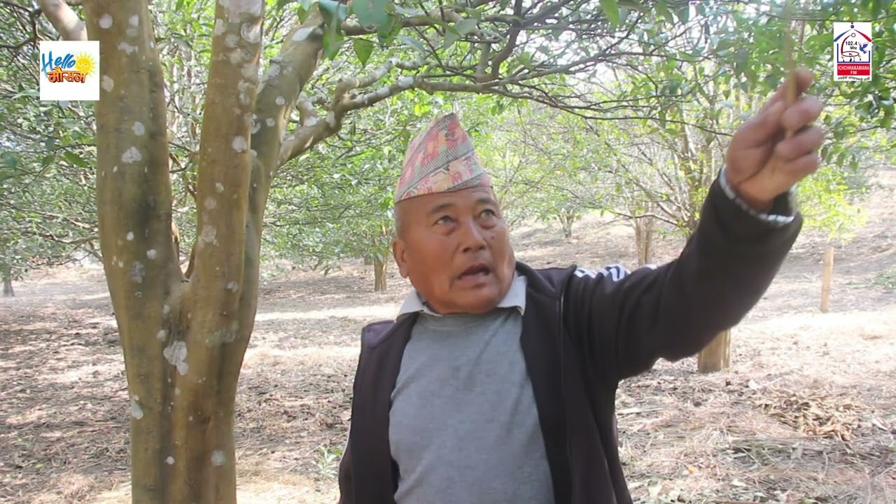 सुन्तलालाई किराबाट बचाउन र आम्दानी बढाउन लिला बहादुर गुरुङले अपनाए यस्तो तरिका