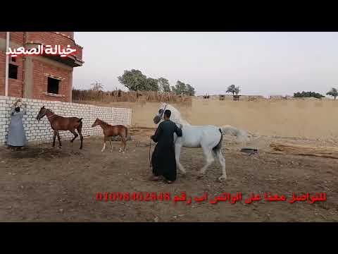 شوف الصعايدة بيعملو ايه مع الخيل وجوازة الحصان بحر الصعيد مع فرسة الهواري البلبوشى