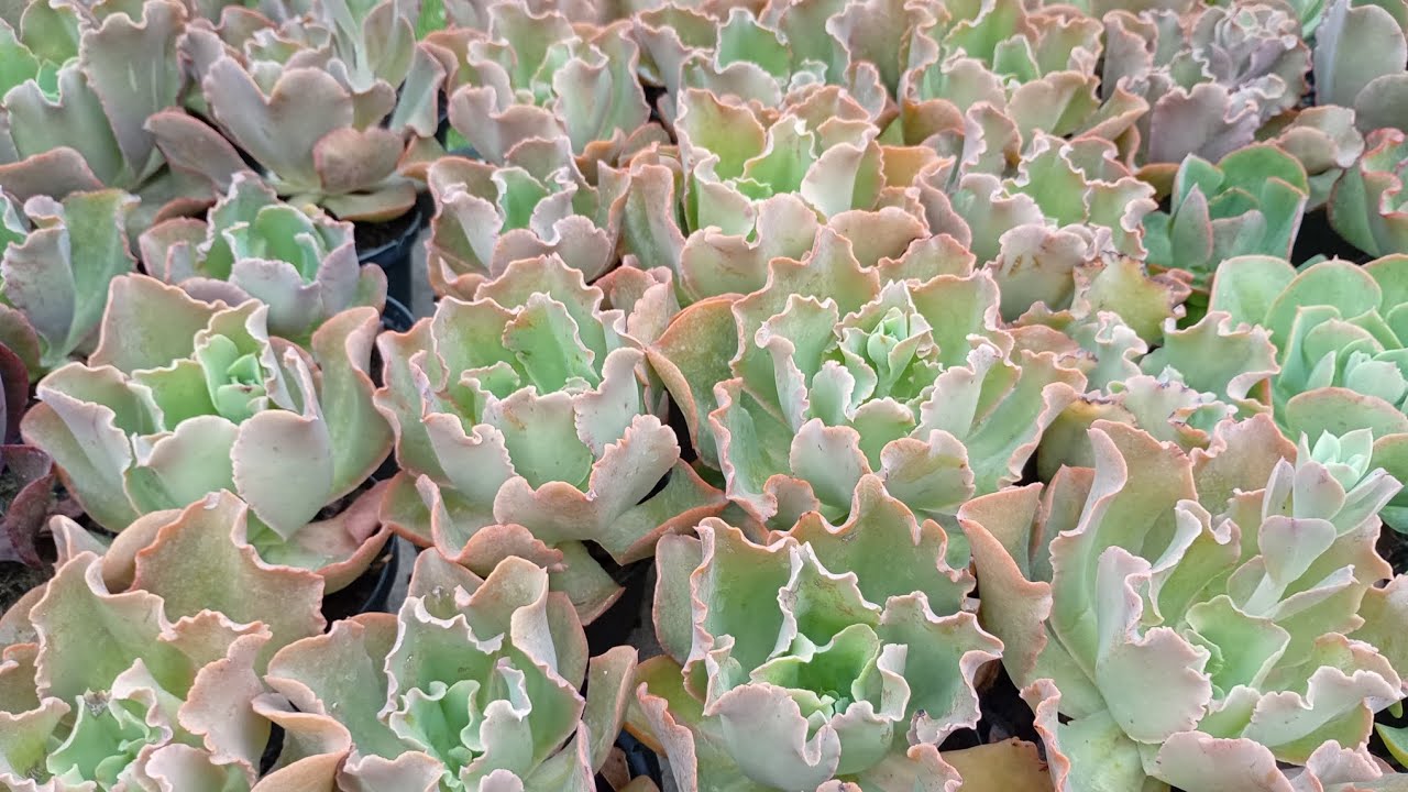 Atualização da poda das plantas, reforma dos pneus do jardim e rega das suculentas das estufas.🪷🌵💚