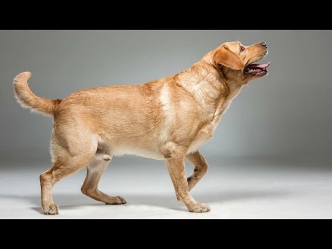 labrador-retriever-documentary-(-family-dog,-gun-dog,-good-with-kids)