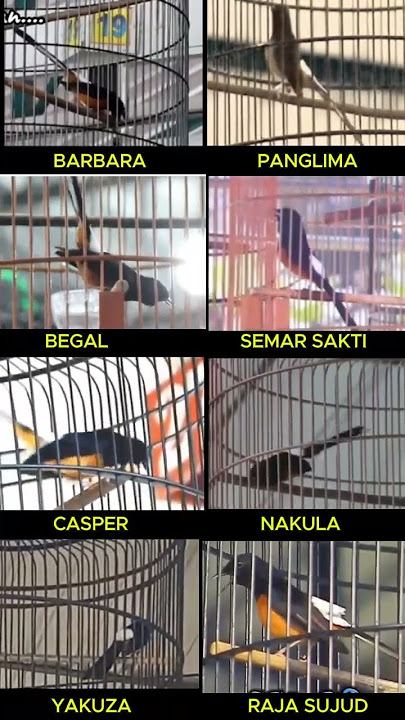 murai batu gaya sujud FAVORIT kalian apa #muraibatu