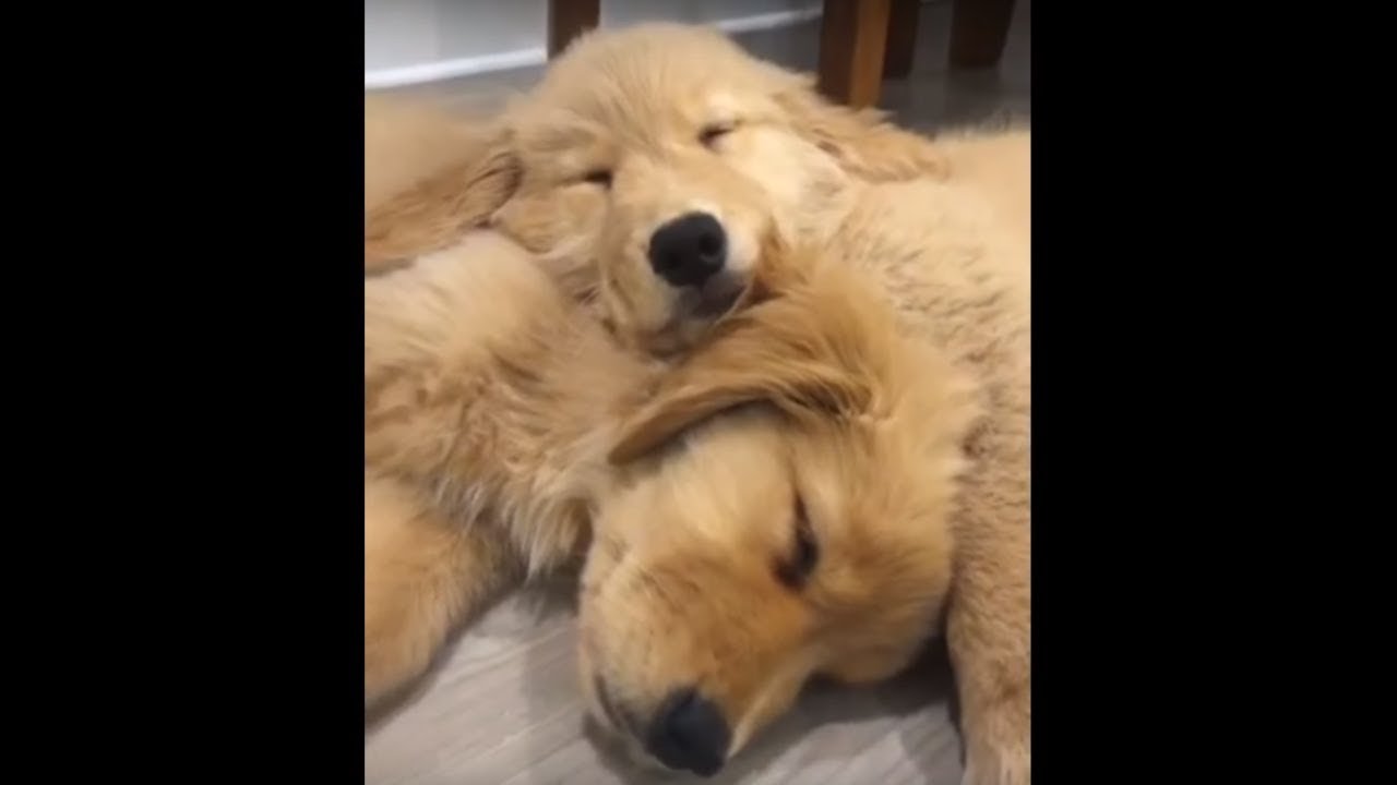 videos for cats Sleepy Golden Retriever puppies will melt your heart!