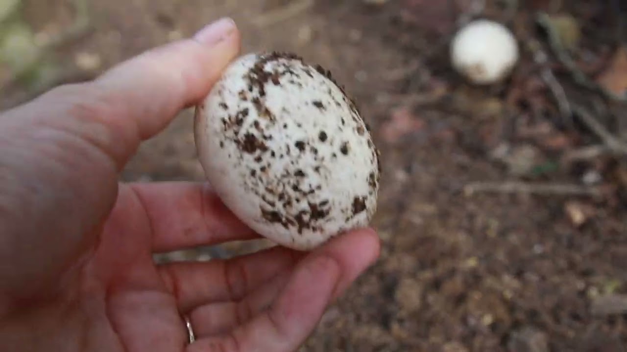 DIY Duck Nesting Box: Crafting a Cozy Home for Quackers!