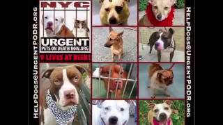 A video tribute to rescue transporters who volunteer their time & efforts! #adoptdontshop
