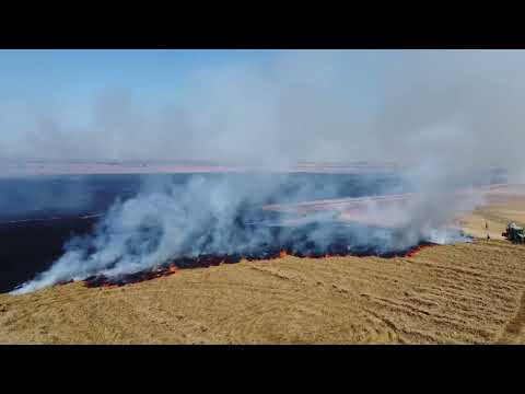 Ard zeci de hectare de vegetatie langa Timisoara. Pompierii se lupta cu flacarile