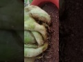 Un Adenium llamado medusa , de mi hermana Lupita