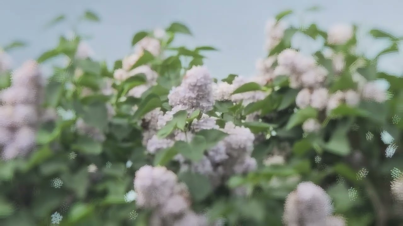 Forever in your arms (I long to be)