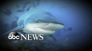 Warning for swimmers as sharks are sighted on both coasts