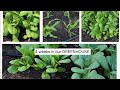 4 weeks of incredible growth in our GREENHOUSE