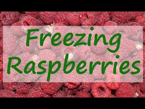Freezing Raspberries