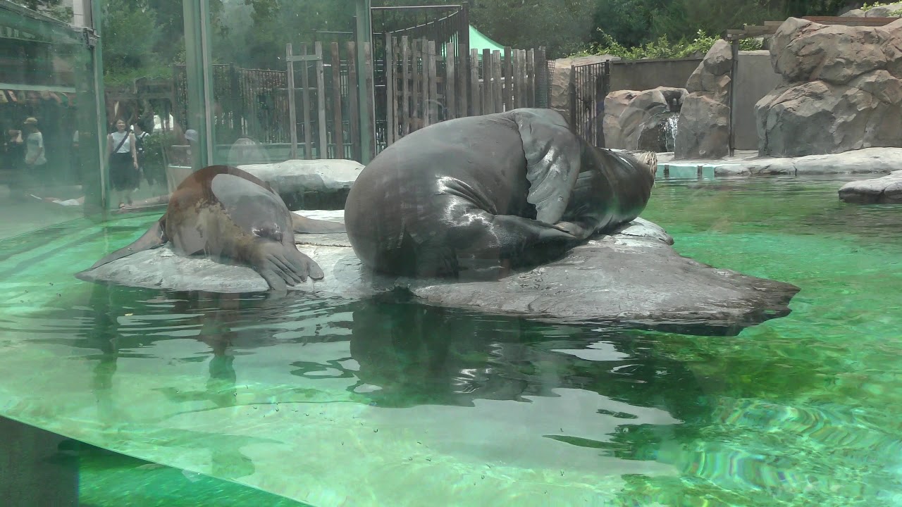 カリフォルニアアシカ 上野動物園 18年7月7日 Youtube