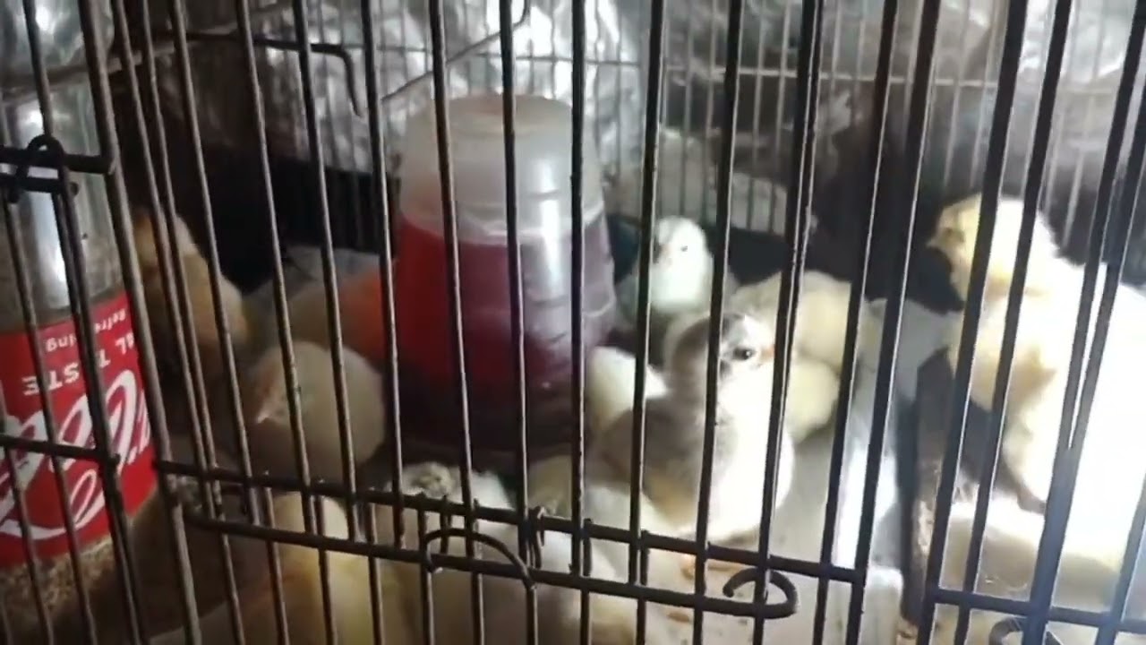 UNBOXING AGAIN, DAY OLD 45 DAYS CHICKEN. 