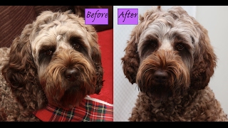Information How to Layer Labradoodle Ears (Demo) News