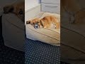 Look at this little cutie #rescued #dog #feels #safe #and #loved #now #youtubeshorts